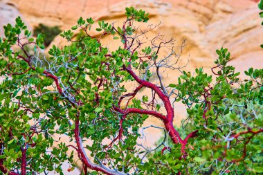 Kırmızı dalları ve yemyeşil yaprakları olan canlı manzanita çalıları Nevada 'daki Red Rock Canyon' un bej kumtaşına sabitlenmiştir. Çölleri, dayanıklılığı ve güzelliği bu göz hizasında yakalayın..