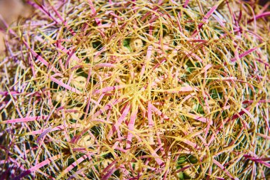 Aerial close-up of a cactus at Mount Charleston, Nevada. Bright yellow and pink spines create a vivid contrast against the green body. A striking showcase of natures resilience and beauty. clipart