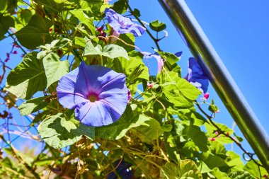 Vibrant purple morning glory blooms reach toward a clear blue sky at a botanical conservatory in Las Vegas. This serene garden scene captures natures beauty on a sunny day, perfect for outdoor clipart