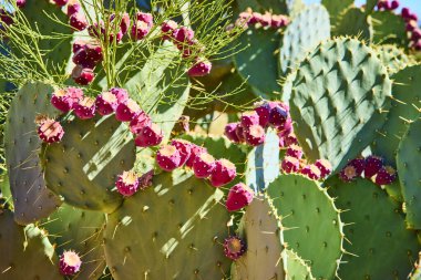 Las Vegas Botanik Konservatuarı 'nda canlı armut kaktüsü. Kırmızı meyveli yeşil pedler çöl güneşinin altında gelişir, kurak bir arazide dayanıklılık ve güzellik sergiler..