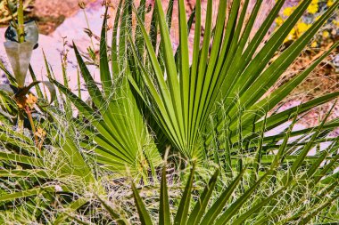 Las Vegas Botanik Konservatuarı 'nda canlı yeşil çöl hayran palmiyesi yaprakları. Güneş ışığı yaprakları çarpıcı desenler ve dokular yaratır, kurak iklimde direnç ve güzelliği somutlaştırır..