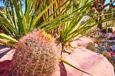 Las Vegas Botanik Konservatuarı 'ndaki canlı çöl manzarasında parlak Nevada güneşi altında yemyeşil agave ve sulu sularla çevrili kırmızı renkli iğneli çarpıcı bir fıçı kaktüsü bulunur..