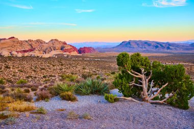 Kızıl Kaya Kanyonu 'ndaki çarpan kumtaşı oluşumlarına karşı çöl bitkilerinin arasında dirençli bir ağaç gelişir. Altın saat gökyüzünü boyar, Nevada 'daki Mountain Springs' in dingin güzelliğini yakalar..