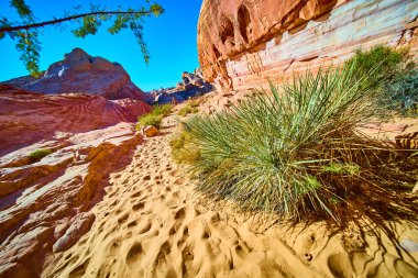 Nevada Moapa Vadisi 'ndeki nefes kesici Ateş Vadisi' ni keşfedin. Canlı kırmızı kaya oluşumları ve dayanıklı çöl bitkileri parlak mavi gökyüzü altında maceraya davetiye çıkarır. Seyahat ve doğa için mükemmel.