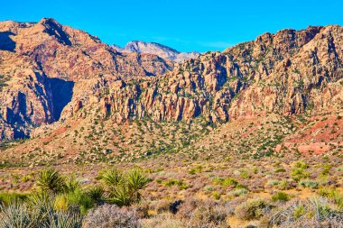Nevada 'daki Majestic Red Rock Kanyonu açık mavi gökyüzünün altında canlı kırmızı ve bronz kayalıklar sergiliyor. Joshua ağaçlarıyla süslenmiş engebeli manzaraları keşfedin ve macera ve keşif ruhunu kucaklayın..