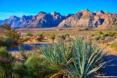 Mountain Springs Nevada 'daki Kızıl Kaya Kanyonları' nın canlı güzelliğinin tadını çıkarın. Uçsuz bucaksız mavi gökyüzünün altındaki kırmızı ve kahverengi kayalıklara karşı Yukka 'nın dayanıklılığına hayranlık duyun.