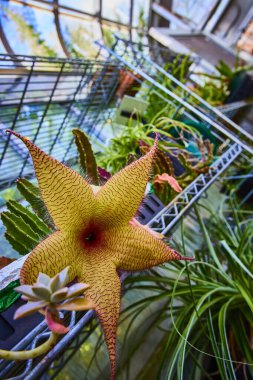 Canlı bir Cincinnati konservatuarında botanik çeşitliliği keşfedin. Sarı yapraklı ve kırmızı damarlı egzotik yıldız şekilli çiçekler keşfedin bereketli doğal ışık altında yemyeşil damarlar.