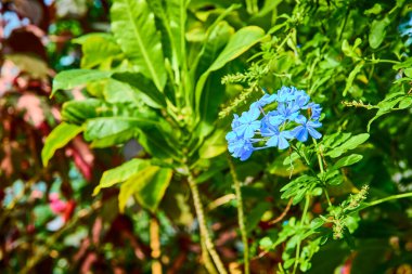 Canlı mavi Plumbago çiçekleri, Cincinnati Ohio 'daki bir konservatuarda yemyeşil yaprakların arasında çiçek açar. Bu sakin bahçe sahnesi doğanın özünü yansıtıyor güzellik ve sükunet..