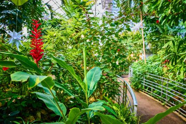 Cincinnati Botanik Konservatuarı 'nın dingin güzelliğini keşfedin. Canlı kırmızı bir bromeliad yemyeşil bir ortamda, yıldız şeklindeki şenlikli süsler altında huzurlu gezintiler yapmaya davet ediyor..