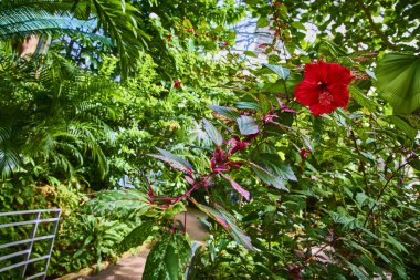Cincinnati Konservatuarı 'nın canlı güzelliğine dalmış, çarpıcı kırmızı bir amber çiçeği yemyeşil yaprakların arasında, sizi Ohio' daki bu tropikal vahasının sakin yollarını keşfetmeye davet ediyor..