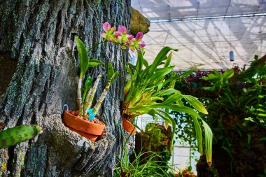 Cincinnati 'deki bir konservatuarda yemyeşil orkideler yıpranmış bir ağaç gövdesinde çiçek açar. Canlı pembeler ve yeşillikler gibi sükuneti tecrübe et kabuğa karşı kontrastı, ılık gün ışığında yıkandı..