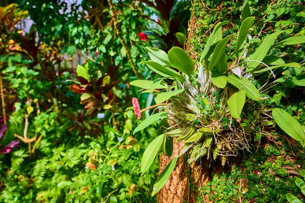 Cincinnati konservatuarının bereketli güzelliğini deneyimlemek, Bromeliad gibi canlı tropikal bitkiler sergilemek. Doğa, biyolojik çeşitlilik ve çevresel uyum temaları için mükemmel..