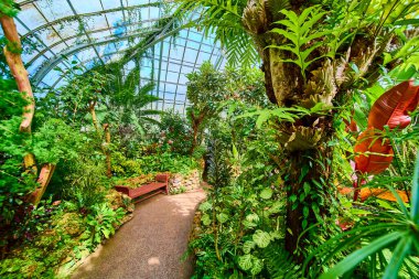 Cincinnati yemyeşil konservatuarında sükuneti keşfet. Cam tavanın altındaki canlı tropikal bitkiler arasında dolaşmak, bu huzurlu botanik cennetinde dinlenmek için ahşap bir bankta durmak..