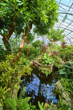 Experience tranquility in the Cincinnati conservatorys lush greenhouse. A serene pond reflects vibrant tropical plants, creating a peaceful escape into nature beauty and harmony. clipart