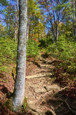 Dağ 'ın dingin güzelliğini keşfedin. Ohio, Cincinnati 'deki Airy Ormanı. Dolambaçlı bir toprak yol sizi yemyeşil ve benekli güneş ışığında huzurlu bir yürüyüşe davet ediyor. Doğa aşıkları için mükemmel.