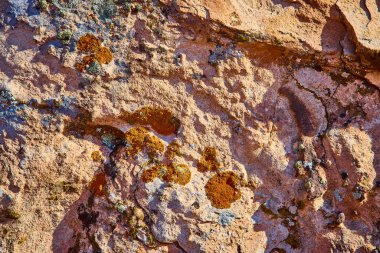 Utah 'taki Grafton Çölü kaya yüzeyinin engebeli güzelliğini keşfedin. Sıcak topraksı tonlar, baş döndürücü altın saat sırasında yakalanan canlı yosun parçalarıyla buluşur. Doğal veya kırsal tasarım için mükemmeldir.