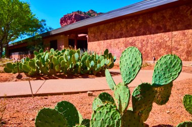 Springdale Utah 'taki canlı çöl sahnesinde dikenli armut kaktüsü odaklı. Bir taş bina açık mavi gökyüzünün altında Zion Ulusal Parkı 'nın kırmızı taşlarıyla harmanlanır. Seyahat ya da doğa projeleri için mükemmel