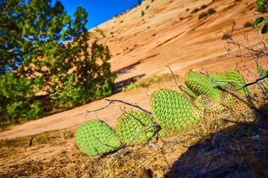 Prickly pear cacti thrive in the stunning desert landscape of Zion National Park. The vibrant green contrasts with the sandstone hill under a clear blue sky near East Entrance, Springdale, Utah. clipart