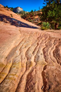 Utah 'taki Zion Ulusal Parkı' nın çarpıcı kaya oluşumlarını araştırın. Açık mavi gökyüzünün altındaki aşınma, canlı renkler ve sakin çöl manzarasına hayret edin..