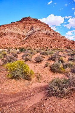 Gooseberry Mesa, Utah 'taki görkemli kırmızı kaya oluşumu canlı mavi bir gökyüzünün altında duruyor. Nadir bulunan çöl bitkisi, Güneybatı Amerika 'nın çarpıcı kontrastının ve doğal güzelliğinin altını çiziyor..