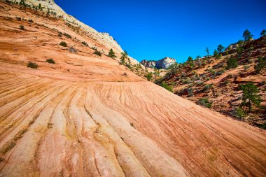 Utah Zion Ulusal Parkı 'nda parlak mavi gökyüzü altında görkemli kumtaşı oluşumları. Renkli katmanlar ve çöl bitkileri Amerika 'nın güneybatısının ebedi güzelliğini ve esnekliğini tasvir ediyor..