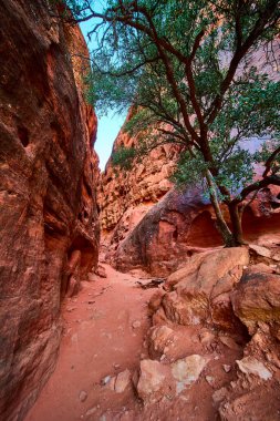 Explore the breathtaking red sandstone canyon walls of Snow Canyon State Park in Utah. Venture through this desert landscape with its lush green tree and scenic beauty, perfect for adventure seekers. clipart