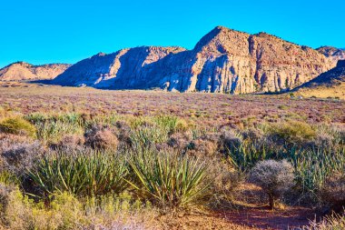 Utah 'taki Kar Kanyonu Eyalet Parkı' nın nefes kesici güzelliğinin tadını çıkarın. Güneşli kayalık kayalıklarda ve açık mavi gökyüzünün altındaki çeşitli çöl bitkilerinde bir mucize. Macera ve keşif için mükemmel bir sahne.