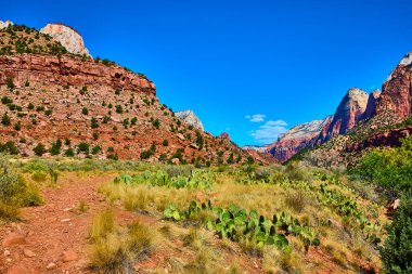 Springdale Utah 'taki Zion Ulusal Parkı' nın nefes kesici güzelliğini tecrübe edin. Görkemli kızıl kaya oluşumları, canlı çöl bitkileri ve berrak mavi gökyüzü macera için mükemmel bir zemin oluşturur.