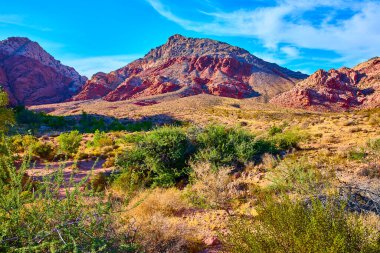 Açık mavi gökyüzü altında, Kızıl Kaya Kanyonu 'nun canlı kumtaşı oluşumları nefes kesici bir manzara. Bereketli çöl bitkisi, altın otlarla çelişiyor. Nevadas 'ın doğal güzelliklerini yakalıyor.