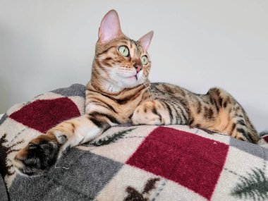 Fort Wayne, Indiana 'da rahat bir battaniyenin üzerinde Bengal kedisi uzanır. Çarpıcı yeşil gözleri ve eşsiz ceketi, ev konforu ve evcil hayvanın özünü yansıtan huzuru ve sıcaklığı yansıtır.