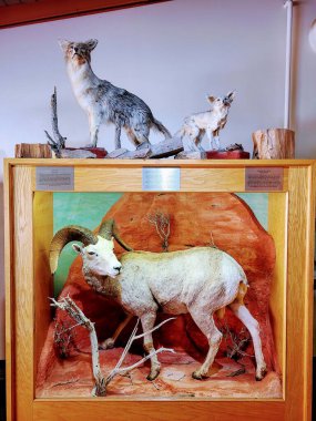 Amerika 'nın güneybatısının harikalarını keşfetmek için gerçekçi bir çöl manzarasına karşı hazırlanmış görkemli bir boynuzlu koyunun, bir çakal ve tilkinin yer aldığı bu muhteşem diyoramayı kullanın. Tam oldu.