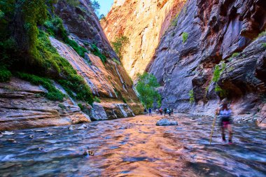 Utah, Zion Ulusal Parkı 'ndaki Narrows' un görkemli güzelliğini keşfedin. Yürüyüşçüler parıldayan nehirde yüksek kanyon duvarlarının altında dolaşır, macera ruhunu yakalar ve doğayla bağlantı kurarlar..