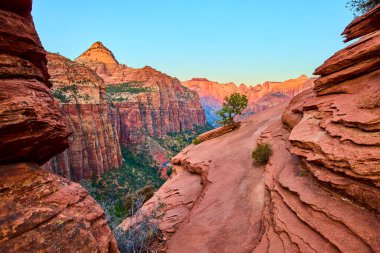 Altın saatinde Zion Ulusal Parkı 'nın kumtaşı kayalıklarının ihtişamının tadını çıkarın. Dayanıklı bir ağaç kayanın kenarına yapışır ve doğayı somutlaştırır. Macera ve doğa harikası gösterisi için mükemmel..