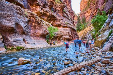 Maceraperest yürüyüşçüler Zion Ulusal Parkı 'ndaki nehirden geçerek yüksek kırmızı kumtaşı duvarlarla çevrili. Bu çarpıcı Utah 'ta güzelliği ve keşfin heyecanını deneyimlemek.