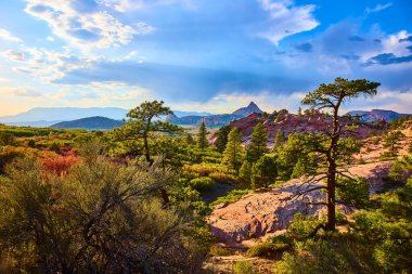 Utah, Zion Ulusal Parkı 'ndaki Kolob Canyon' da altın saat. Görkemli kayalık tepeler ve yemyeşil yeşil sakin bir manzara yaratır. Macera ve huzur arayan doğa meraklıları için mükemmel..