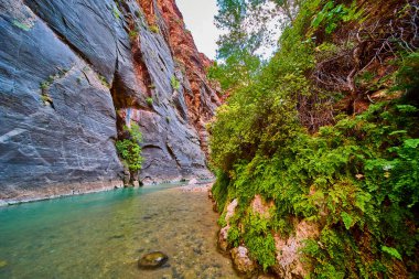 Springdale Utah 'taki Zion Ulusal Parkı' nın huzurunu keşfedin. Yükselen kayalıkların ahengine tanık olun. Yeşillik yemyeşil ve saf doğal güzelliği yansıtan berrak bir nehir..