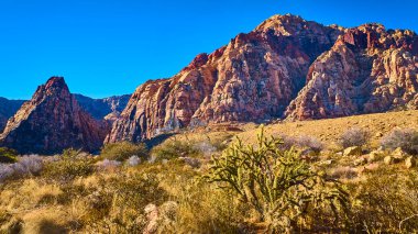 Nevada 'daki Kızıl Kaya Kanyonu' nun nefes kesici hava manzarası, parlak mavi gökyüzünün altında yükselen kırmızı kumtaşı kayalıkları. Amerika 'nın dayanıklı güzelliğini ve dayanıklı çöl bitkilerini tecrübe edin.