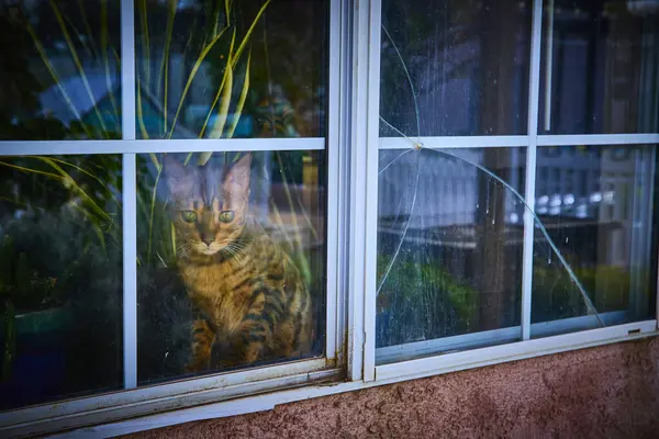 Meraklı bir Bengal kedisi, yemyeşil bitkilerle çevrili kırık bir pencerenin arkasından dünyayı izliyor. Las Vegas 'ta sakin bir evde gün ışığı çizgileri üzerinde dans eder..