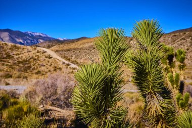 Mojave Çölü 'nün dingin güzelliğini deneyimleyin. Yuvarlanan tepeler ve açık Nevada gökyüzünün altındaki Charleston Dağı' na kurulmuş Joshua ağaçlarıyla. Doğa aşıkları ve kaşifler için mükemmel.
