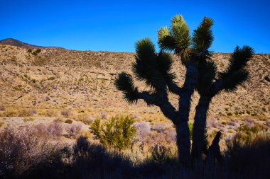 Las Vegas yakınlarındaki Mojave Çölü 'nde Joshua ağacının canlı mavi gökyüzüne karşı silueti. Amerikan Güneybatısı ikonik manzarasının engebeli güzelliğini ve yalnızlığını tecrübe edin..