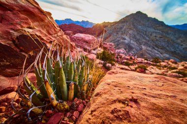 Red Rock Kanyonu 'ndaki altın saat, sıcak kumtaşına karşı yeşil agakın canlı kontrastını gözler önüne seriyor. Las Vegas 'taki Kraft Dağı' nın kalbinde sakin bir direnç ve güzellik manzarası..