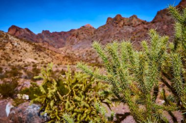 Dikenli bir kaktüs, açık mavi gökyüzünün altında Nelson Nevada 'nın engebeli dağlarına karşı dimdik ayakta duruyor. Bu hayalet şehirde güneşli bir günde çölün dayanıklılığını ve güzelliğini yakalayın..