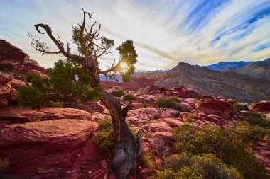 Nevada, Red Rock Kanyonu 'ndaki Kraft Dağı' nın büyüleyici güzelliğini keşfedin. Güneşin doğuşunda ya da batışında bu sakin çölde dramatik kırmızı kaya oluşumlarını ve eğri büğrü bir ağacın yalnızlığını tecrübe edin.
