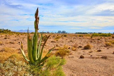 Towering agave plant in Hualapai Canyon stands resilient against the vast desert landscape near Las Vegas. A stark contrast of nature and urban life under a serene sky. Perfect for eco themes. clipart