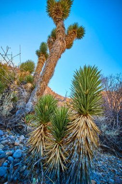 Mojave Çölü 'nün engebeli güzelliğini ikonik Joshua ağaçları ile canlı mavi gökyüzüne karşı yaşayın. Nevadas 'ın Las Vegas ve Charleston Dağı yakınlarındaki vahşi manzaralarını keşfedin.