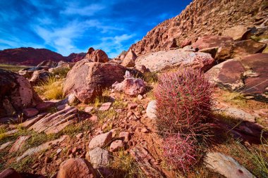 Las Vegas, Nevada 'daki Kızıl Kaya Kanyonu' nun engebeli güzelliğini keşfedin. Canlı fıçı kaktüsü, canlı mavi gökyüzünün altındaki kayalık araziyle çelişiyor ve çöl yaşamının dayanıklılığını gösteriyor..