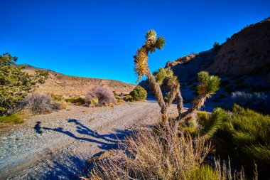 Las Vegas 'ın hemen dışında, engebeli araziye ve Charleston Dağı' nın yakınlarındaki engin mavi gökyüzüne çarpan Joshua ağacıyla Nevadas 'ın huzur dolu çöl manzarasını deneyin..