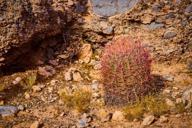 Canlı dikenleri olan dirençli fıçı kaktüsü, Las Vegas 'taki Hualapai Kanyonu' nda kayalık arazide gelişir. Çöl manzarasının katıksız güzelliği, doğaya uyum sağlama yeteneğine hayranlık ve takdir uyandırır..