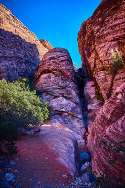 Las Vegas 'taki Red Rock Kanyonu' ndaki görkemli kırmızı kaya oluşumları parlak mavi bir gökyüzünün altında dimdik ayakta duruyor. Öğleden sonra güneşi altın renklerini sergiliyor, çölleri vurguluyor dingin güzellik ve canlı dayanıklılık.
