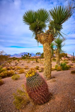 Görkemli Joshua ağacı ve Las Vegas 'taki Hualapai Kanyonu' nda canlı fıçı kaktüsü. Nevadas çölünün sakin güzelliğini deneyimleyin. Açık mavi bir gökyüzü altında, doğanın kurak koşullarda yetiştiği yerde..